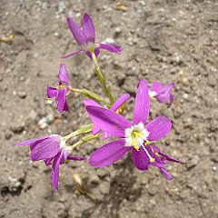 centaurium venustum